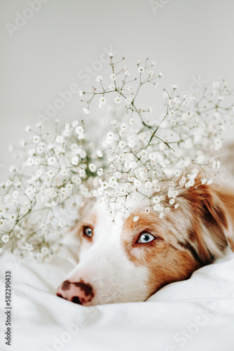 Blue-eyed Australian Shepherd dog portrait with white flowers