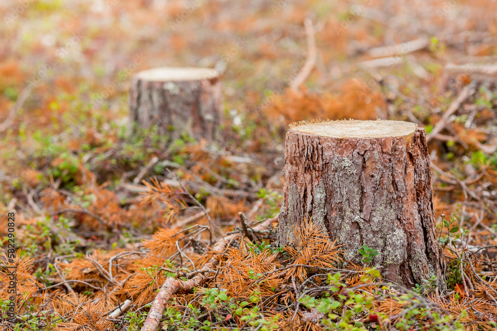 Stump close-up. Deforestation background Stump close-up. Deforestation background