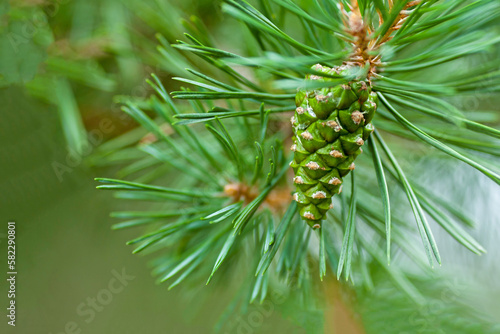 Pine cone close-up on a background of pine needles. Beautiful fresh green cone