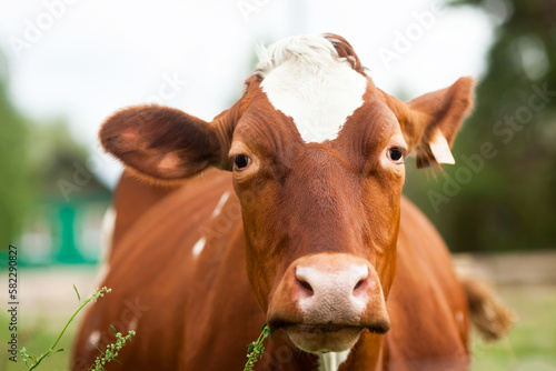 Cow close up. Portrait of a brown cow with a white spot on its head © Simon