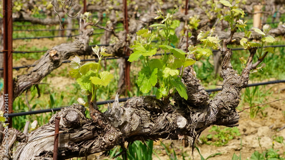 Obraz premium Grapevine 1 