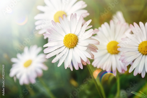 Beautiful first spring flowers - daisies  Matricaria  - in the rays of sunlight