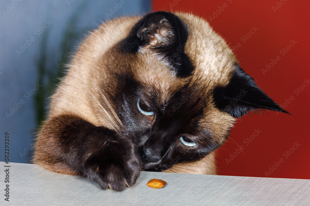 Fototapeta premium Portrait of a Siamese cat trying to reach a snack with its paw. The animal is interested in food