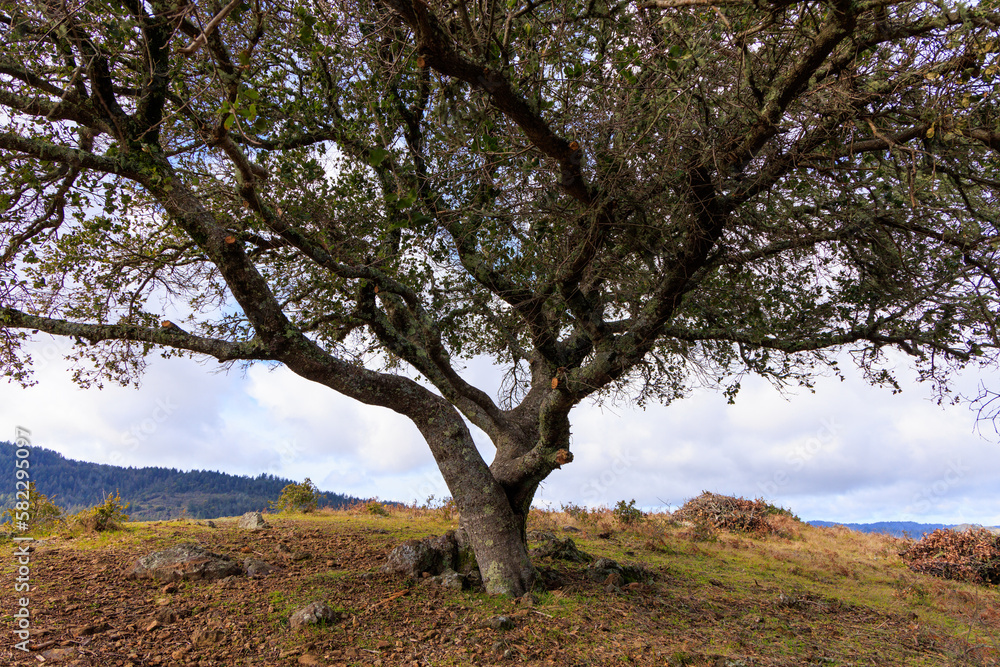 Spirit tree with leafy branches on grassy California hilltop