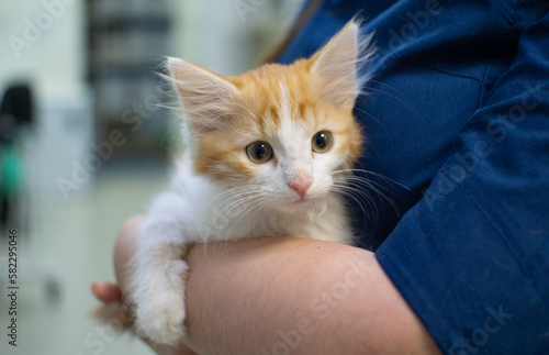 Fototapeta Naklejka Na Ścianę i Meble -  A homeless kitten hugged the hand of a veterinarian with its paws. The doctor examines a street cute kitten. The concept of compassion for homeless animals.