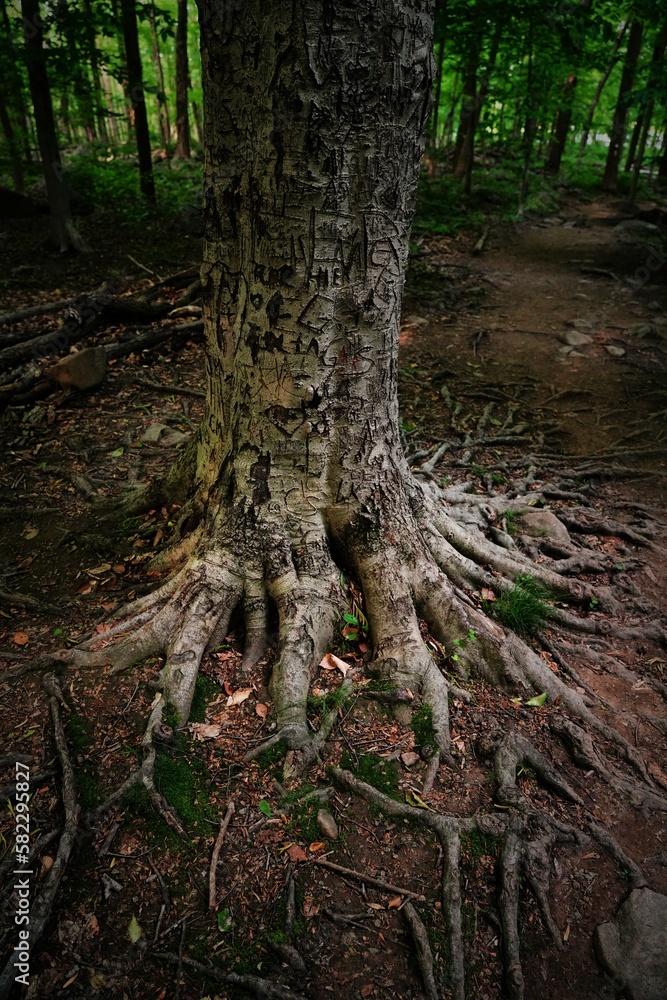 Tree Roots Tree Roots