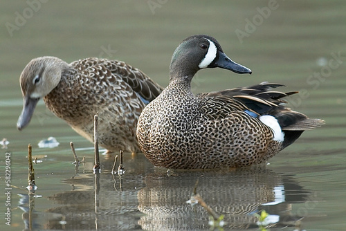 Blue Winged Teal Pair