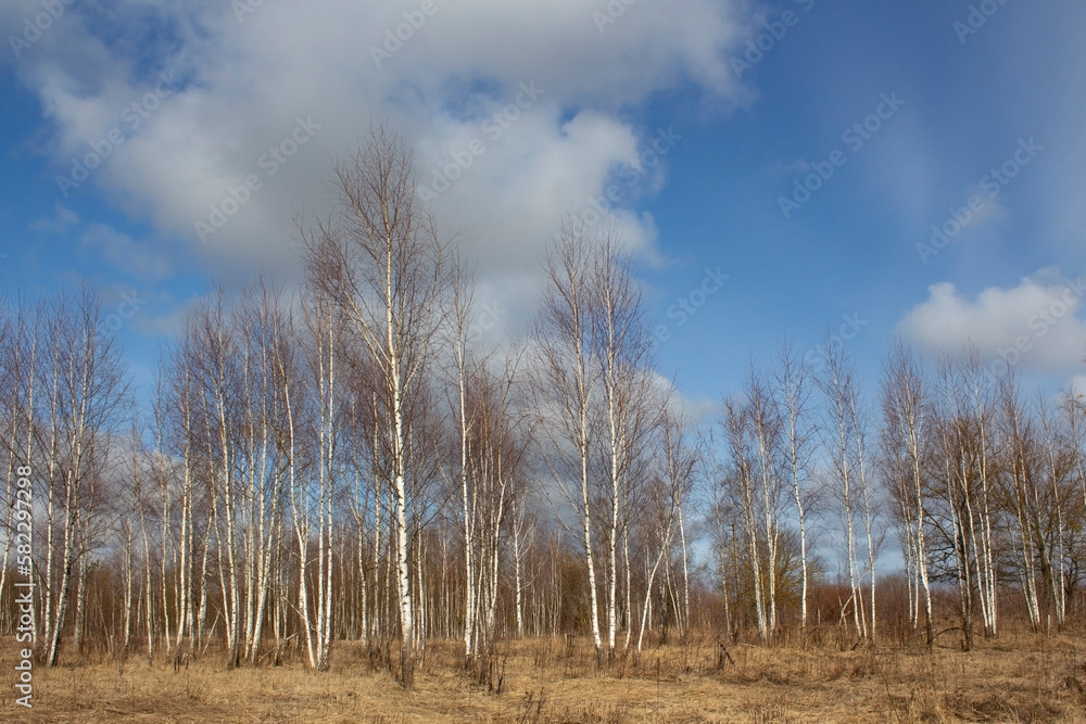Young birches on the background of the sky without leaves. Dry yellow grass. Spring landscape. Early spring.