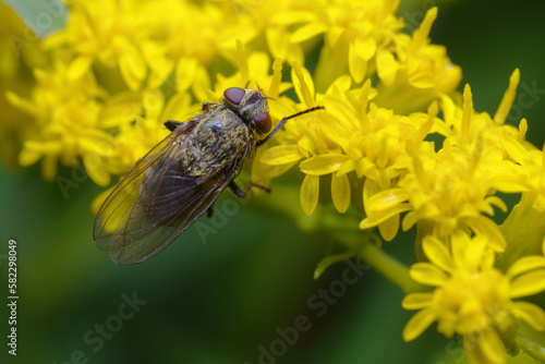 Top view of a common cluster fly (Pollenia rudis) sitting on goldenrod flowers.