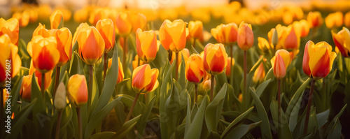 Orange red tulips in a summer or spring field, banner. Generative AI #582299602