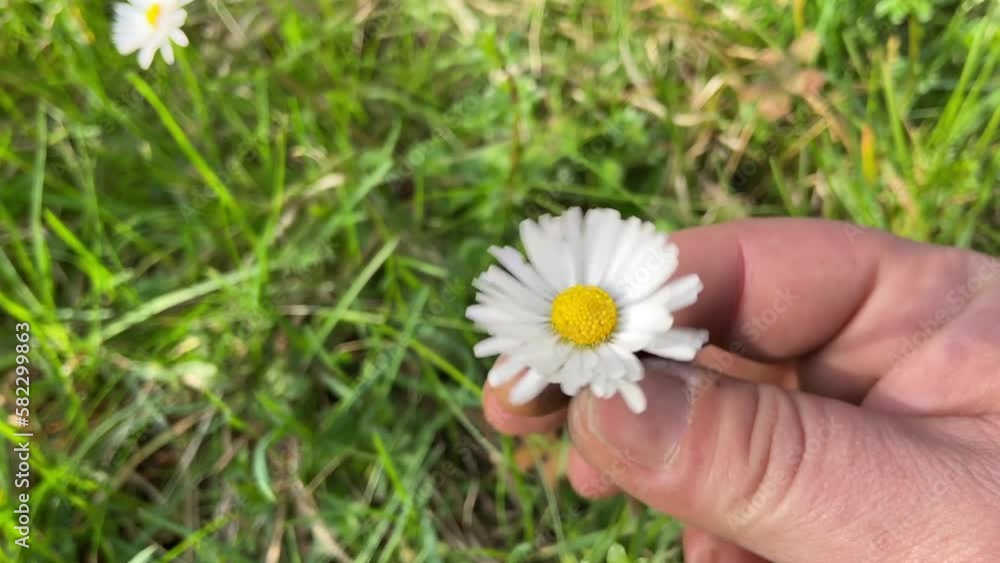 Twist a blooming daisy flower between your fingers. Playing with a freshly picked white flower. Twist a blooming daisy flower between your fingers. Playing with a freshly picked white flower.