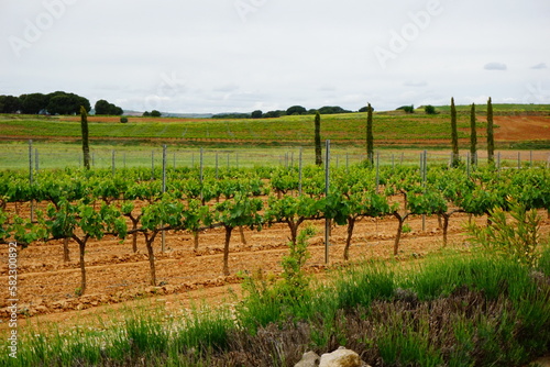 Vineyards 1 