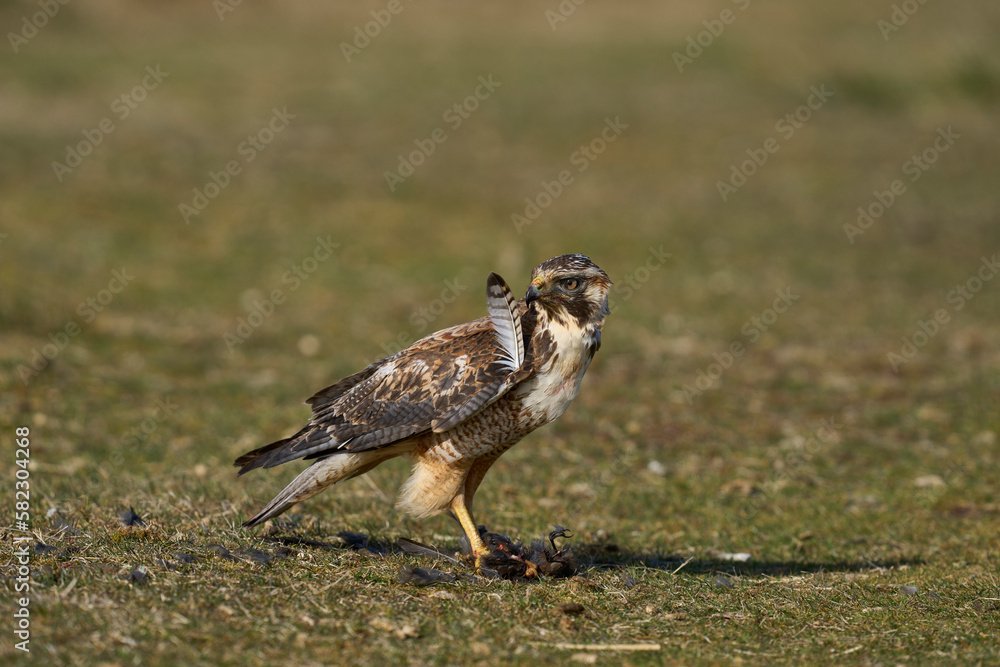 Variable Hawk (Buteo polyosoma) feeding on a small bird it has caught on Sea Lion Island in the Falkland Islands Variable Hawk (Buteo polyosoma) feeding on a small bird it has caught on Sea Lion Island in the Falkland Islands