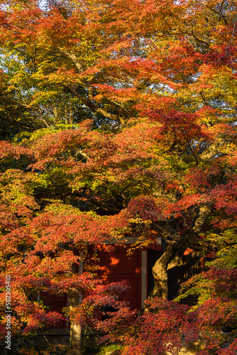 日本 京都府京都市にある東福寺の庭園の紅葉