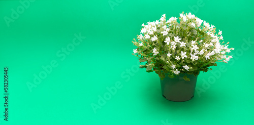 Banner White Bellflower, Campanula carpatica 'White Clips' or Carpathian Bellflower in green pot on blue green background. Copy space. Spring, summer blooming flower. floriculture. Horizontal plane