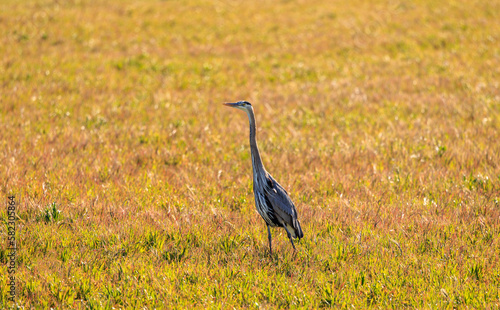 Foto Long necked bird with high vantage point looking for prey in yellow grass