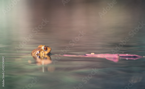 orange eyed frog in the pond photo