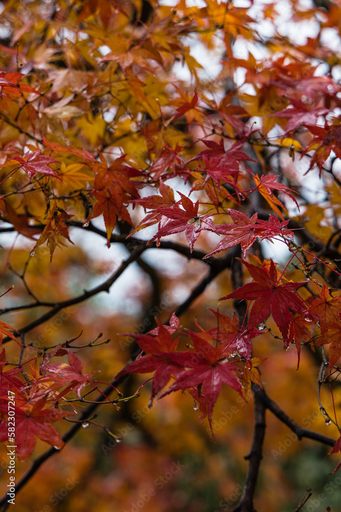 日本　京都府京都市にある天龍寺境内の雨に濡れた紅葉