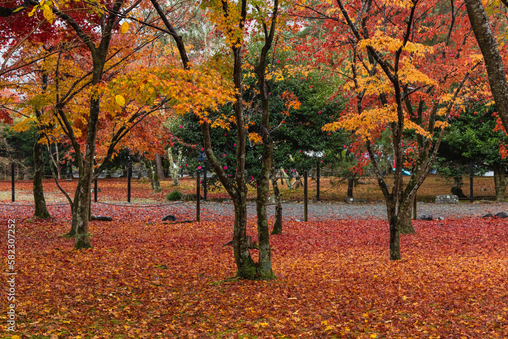 日本　京都府京都市にある天龍寺境内の雨に濡れた紅葉