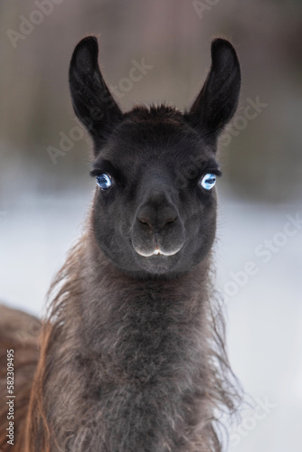 Beautiful llama with blue eyes. South American camelid.