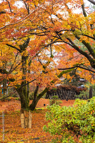 日本 京都府京都市の嵯峨嵐山にある宝厳院の庭園 雨に濡れた紅葉