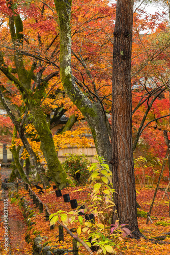 Wallpaper Mural 日本　京都府京都市の嵯峨嵐山にある宝厳院のモミジのトンネル　雨に濡れた紅葉 Torontodigital.ca