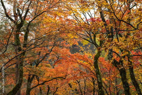 日本 京都府京都市の嵯峨嵐山にある宝厳院のモミジのトンネル 雨に濡れた紅葉
