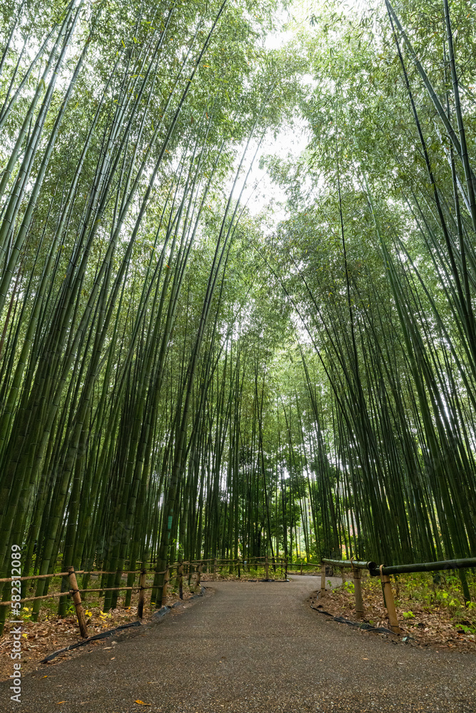 Obraz premium 日本 京都府京都市の嵯峨嵐山にある嵯峨野線の竹林の小径
