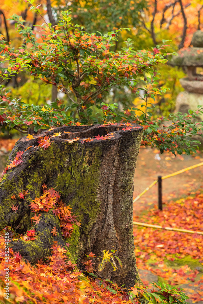 日本　京都府京都市の嵯峨嵐山にある常寂光寺　雨に濡れた紅葉