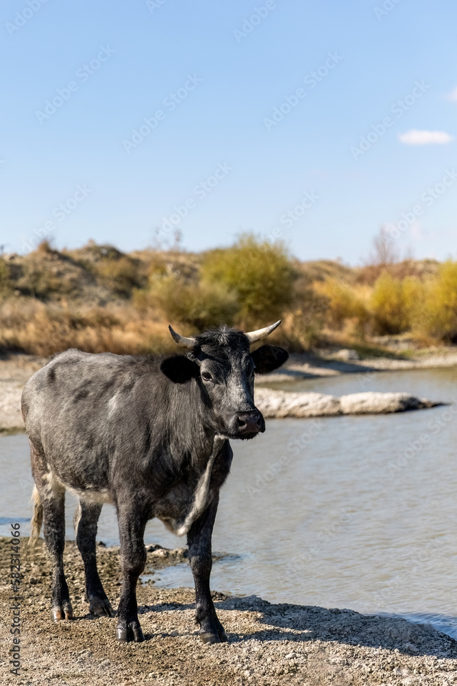 Black calf walking on the lake or river to avoid heat stress. Black calf walking on the lake or river to avoid heat stress.