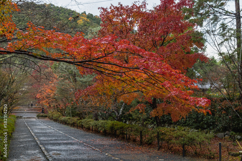 日本　京都府京都市の嵯峨嵐山にある二尊院の雨に濡れた紅葉の馬場
