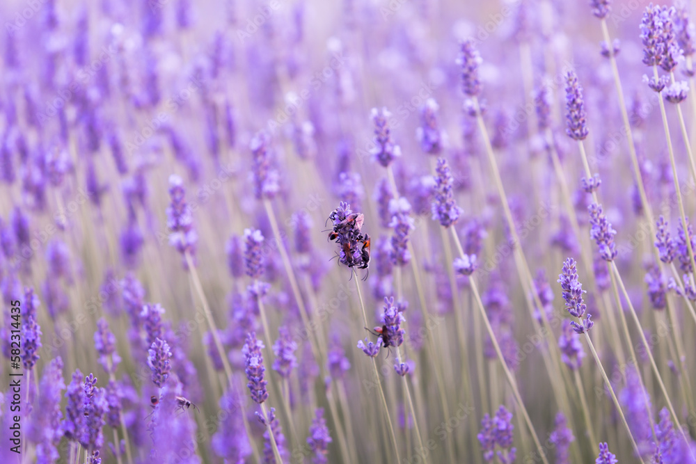 Obraz premium Lavender bushes closeup on sunset. Sunset gleam over purple flowers of lavender. Provence region of France.