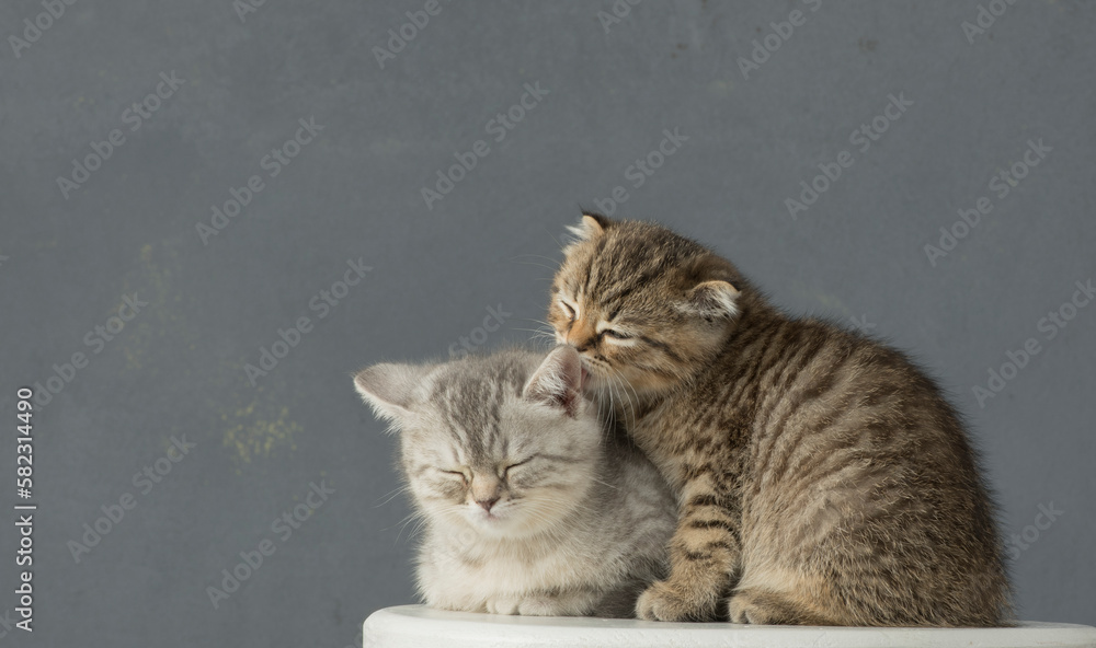 Obraz premium portrait of two beautiful kittens isolated with empty space for text.kittens look towards product text