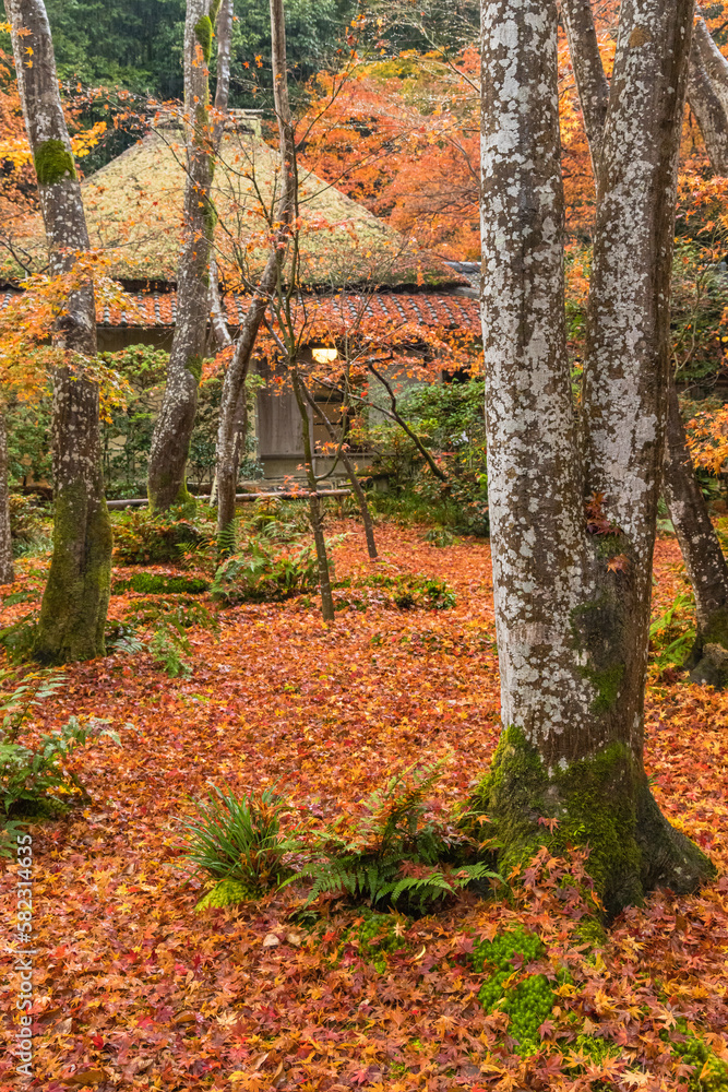 日本　京都府京都市の嵯峨嵐山にある祇王寺の庭園　雨に濡れた紅葉の絨毯