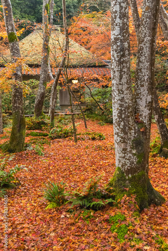 日本 京都府京都市の嵯峨嵐山にある祇王寺の庭園 雨に濡れた紅葉の絨毯