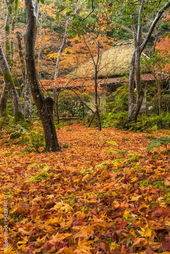 日本 京都府京都市の嵯峨嵐山にある祇王寺の庭園 雨に濡れた紅葉の絨毯