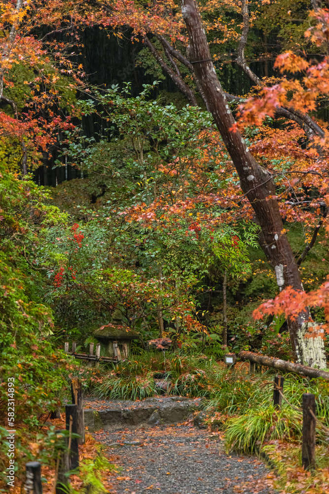 日本　京都府京都市の嵯峨嵐山にある祇王寺の庭園　雨に濡れた紅葉