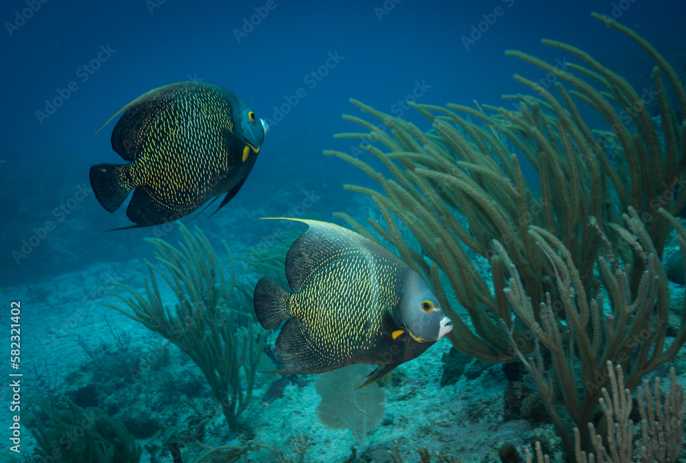 Obraz premium French Angelfish (Pomacanthus paru) on the reef off the Dutch Caribbean island of Sint Maarten