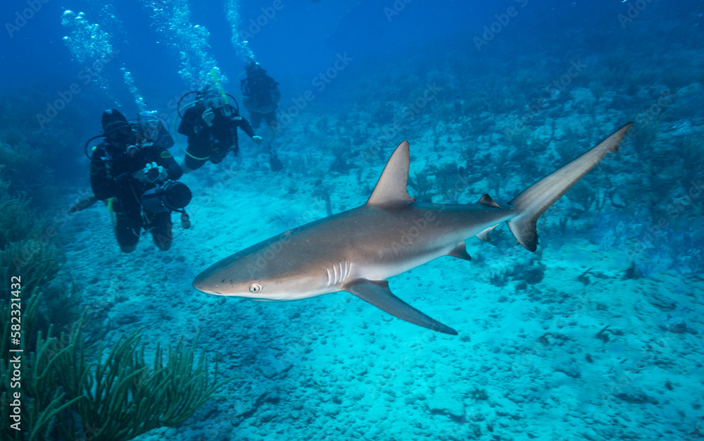 Fototapeta premium Caribbean reef shark (Carcharhinus perezi) cruises on the reef off the Dutch Caribbean island of Sint Maarten