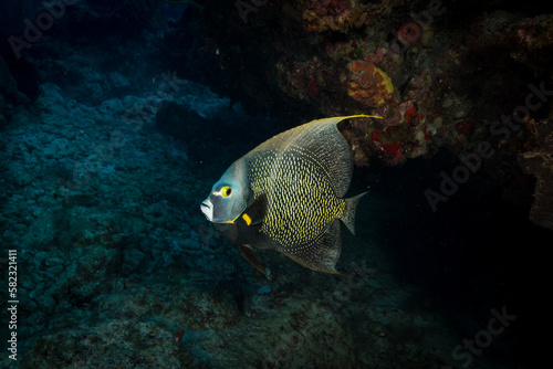 French Angelfish (Pomacanthus paru) on the reef off the Dutch Caribbean island of Sint Maarten © timsimages.uk