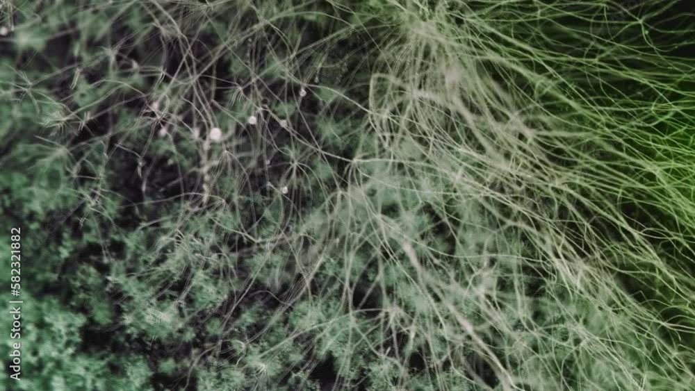 Mold background. Macro shot of mold. Mold spores in agar-agar. A mold or mould is a fungus that grows in the form of multicellular filaments. Aspergillus. Accelerated macro photography. Mold background. Macro shot of mold. Mold spores in agar-agar. A mold or mould is a fungus that grows in the form of multicellular filaments. Aspergillus. Accelerated macro photography.