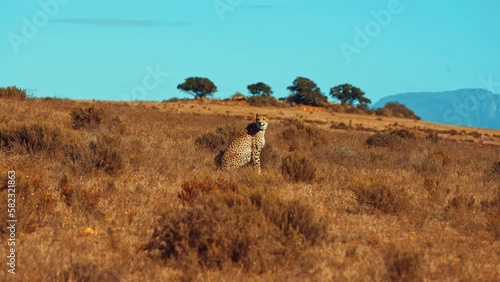 Cheetah alone in Garden Route national Park, Western Cape South Africa