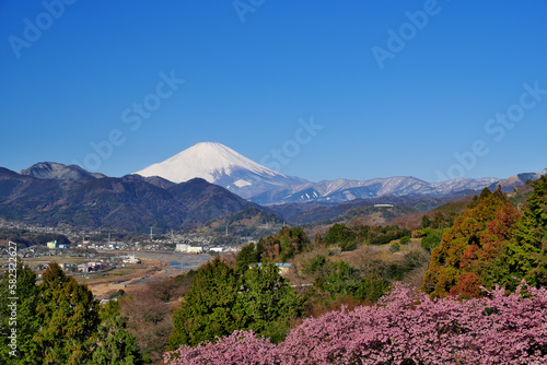 河津桜と富士山 神奈川県 西平畑公園