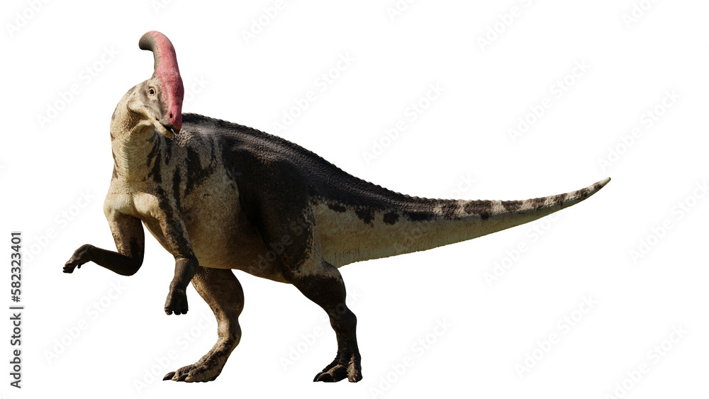 Parasaurolophus, ornithopod dinosaur from the Late Cretaceous Period isolated on transparent background