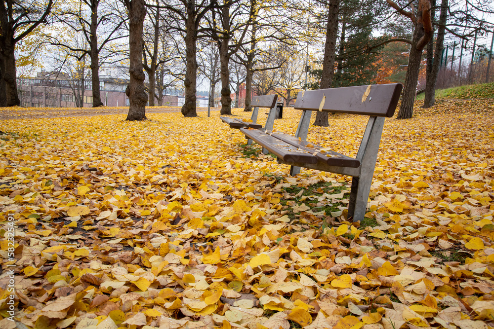 empty park bench with yellow autumn leaves everywhere