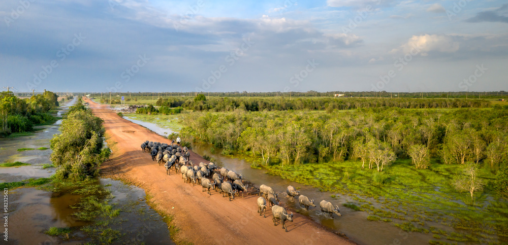 A herd of buffalo moves through a canal to reach grasslands in rural Vietnam's Mekong Delta on the outs A herd of buffalo moves through a canal to reach grasslands in rural Vietnam's Mekong Delta on the outs