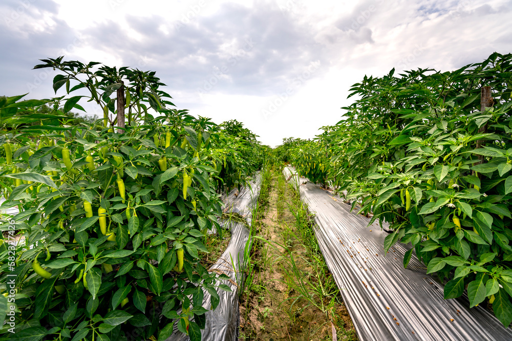 Farmer's chilli field in Tay Ninh province, Vietnam Farmer's chilli field in Tay Ninh province, Vietnam