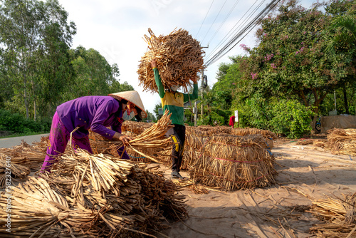 Farmers harvest dried water hyacinths (Eichhornia crassipes) to make handicrafts in Moc Hoa District, Long An Province, Vietnam photo