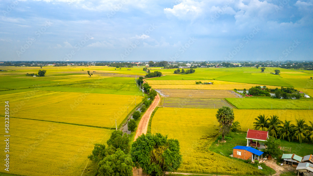 Panoramic view of rice fields in Tay Ninh province, Vietnam. Beautiful scenery in the countryside in southwestern Vietnam