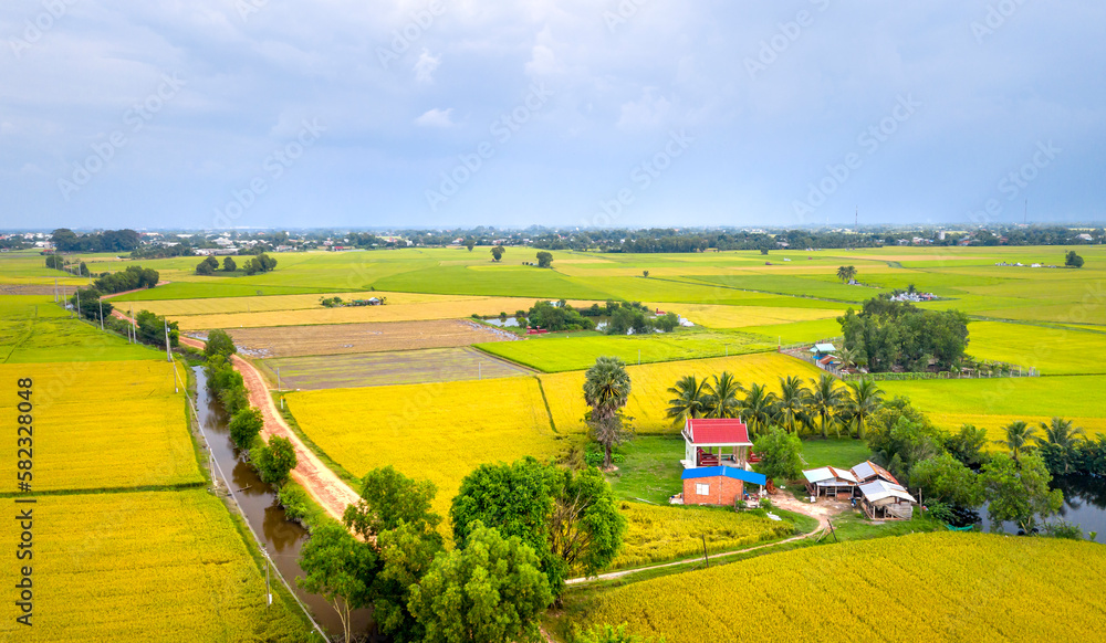 Obraz premium Panoramic view of rice fields in Tay Ninh province, Vietnam. Beautiful scenery in the countryside in southwestern Vietnam